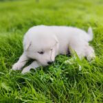 10 skønne hvid schæfer hvalpe - langhårede