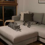 Pair of adult cats need new home