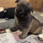 Cairn terrier hvalpe