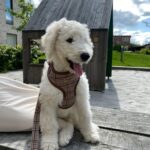 Goldendoodle F1B - Hanhvalp 12 uger