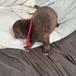 Engelsk staffoird terrier hvalpe