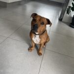 Staffordshire bullterrier