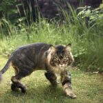 Efterlysning Main Coon Klampenborg/Charlottenlund/Skovshoved