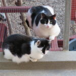 Sød makkerpar søger nyt hjem!