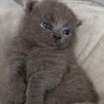 Halv persisk halv scottish fold