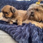 Lhasa Apso hvalp tæve gylden f. 15 juni