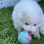 1 japansk spids hanhund