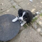 Fantastisk Border Collie