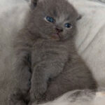 Sød blandingsrace-killing søger nyt kærligt hjem💓