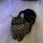 Vaiana er væk i Hovedgård