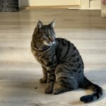 Cleo er savnet i Ringsted