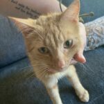 Drægtig kat fundet på kollegie
