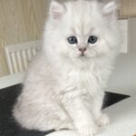 Brittisk langhår killing stamtavle