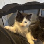 Norsk Skovkatte killinger