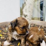 kærlig legesyg Lhasa Apso hvalp til salg