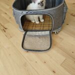 Hellig Birma killing