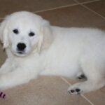 Golden retriever-klare hvalpe