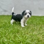 🐶 Skønne hvalpe – allergivenlige og familieelskende ❤️