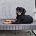 Labrador blanding med dobermann