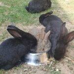 Belgisk kæmpe. Kaninunger