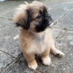 Olaf - pekingeser blanding søger ny familie