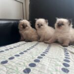 Ragdolls killinger klar uge 41 hvor de bliver 12 uger