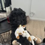 Cockapoo 6 mdr