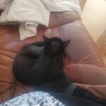 Sort han killing 14 uger søger nyt hjem