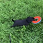 Hvalp på 10 uger sælges