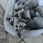 Blue British Shorthair