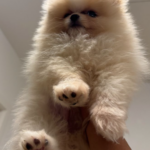 Pomeranian hanhund - 5 måneder LEO