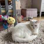 Sød gammel kat sælges