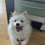 Smilende og kærlig hund søger nyt hjem