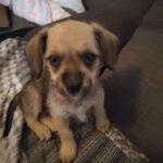 Blandings hvalp søger nyt hjem