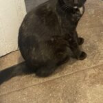 Missing our lovely cat Minnie: please help!