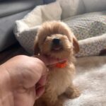 Hypoallergenisk Maltipoo-hvalp præsenteret