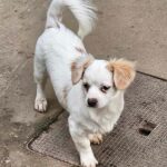 Omplacering af en lille sød hund