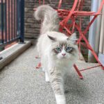 🐾Sød Sibirisk-killing tilgængelig🐾