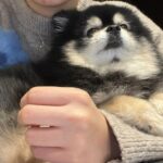 Lille pomeranian hvalp