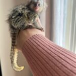 Yndig lille silkeabe