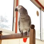 Afrikansk gråpapegøje