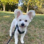 Leona, søt yorkipoo hund.