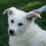 Maremmo-blanding tæve