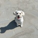 Bella på næsten 2½ år søger nyt hjem