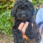 Hun-cavapoo-hvalp klar til et nyt hjem