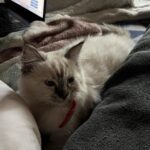 Ragdoll hunkillinger søger nye madslaver