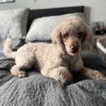 Mellem Puddel han hund 4 år