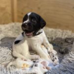 Skønne Kleiner drenge