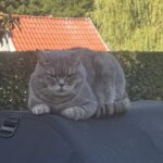 Vi savner vores kat Franz