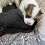 Lækre bomuld blandings hvalpe